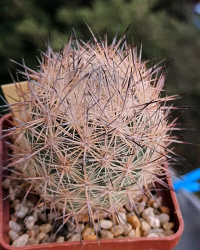 Echinomastus hispidus(aff warnockii) SB452 (Cuatrocienegas)