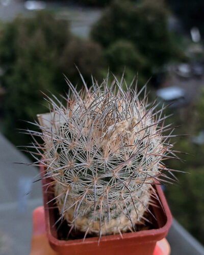 Echinomastus mariposensis PP399 (1) (Mex.Coahuila(Cuatrocienegas) горщик 5см-690 - Зображення 2