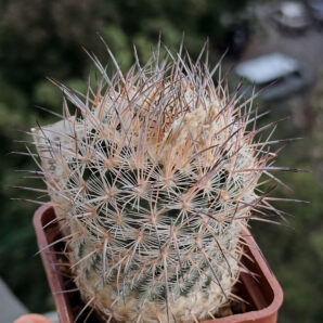 Echinomastus mariposensis PP399 (1) (Mex.Coahuila(Cuatrocienegas) горщик 5см-690