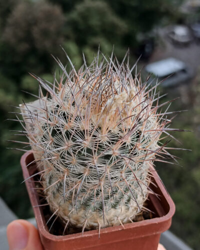 Echinomastus mariposensis PP399 (1) (Mex.Coahuila(Cuatrocienegas) горщик 5см-690