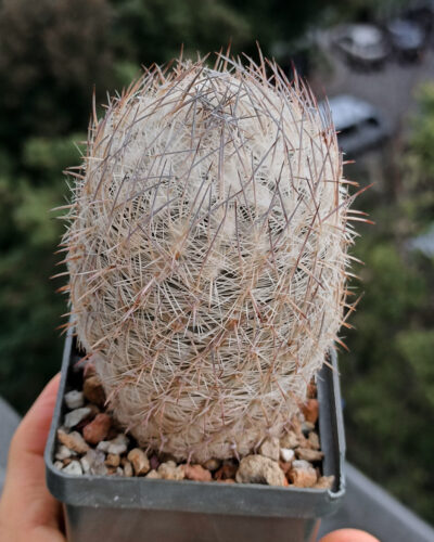 Echinomastus mariposensis SB412 (Tex. (West of Brewster County) - Зображення 4