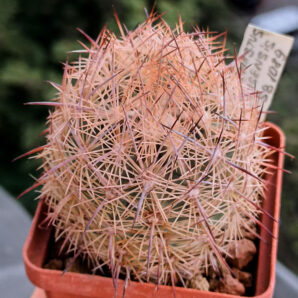 Echinomastus durangensis SB 1089 (Mex.Durango (Pedricena)