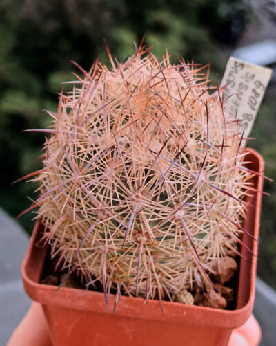 Echinomastus durangensis SB 1089 (Mex.Durango (Pedricena)