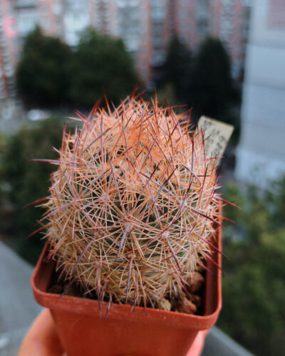 Echinomastus durangensis SB 1089 (Mex.Durango (Pedricena) - Зображення 3