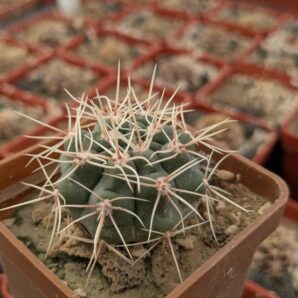 Gymnocalycium gibbosum v. nobile
