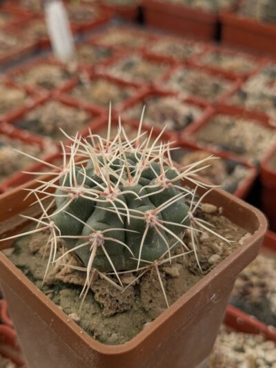 Gymnocalycium gibbosum v. nobile