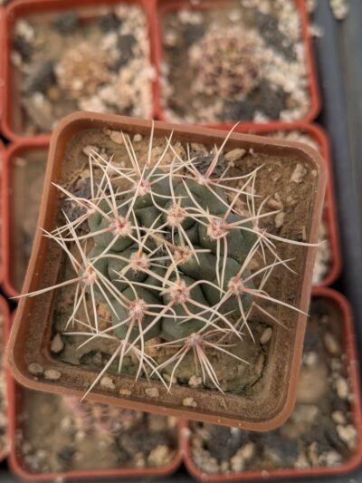 Gymnocalycium gibbosum v. nobile - Зображення 2