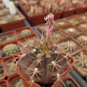 Gymnocalycium eurypleurum
