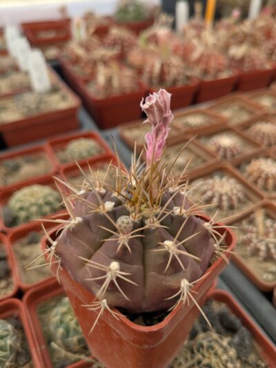 Gymnocalycium eurypleurum