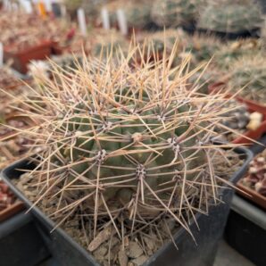 Gymnocalycium deeszianum