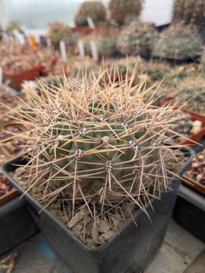 Gymnocalycium deeszianum