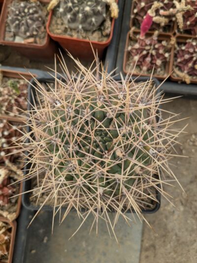 Gymnocalycium deeszianum - Зображення 2