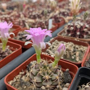 Gymnocalycium damsii v. rotundulum