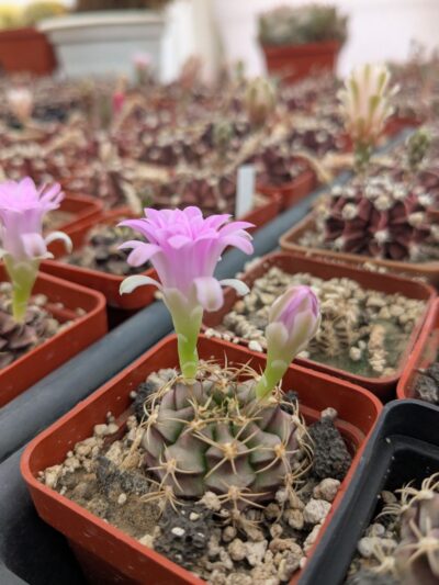 Gymnocalycium damsii v. rotundulum