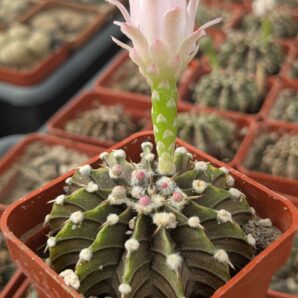 Gymnocalycium agua dulce