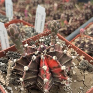 Gymnocalycium friedrichii variegata