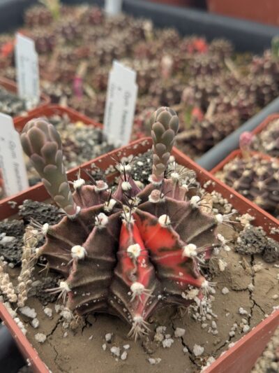Gymnocalycium friedrichii variegata
