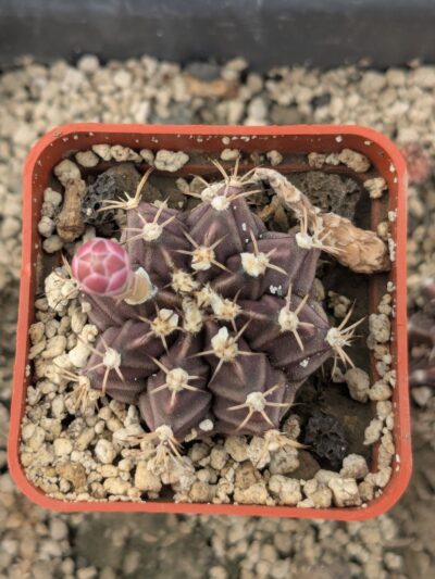 Gymnocalycium mihanovichii root beer - Зображення 2