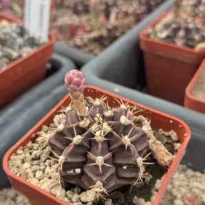 Gymnocalycium mihanovichii root beer