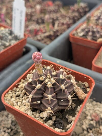 Gymnocalycium mihanovichii root beer