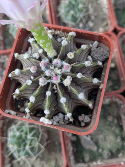 Gymnocalycium agua dulce - Зображення 2