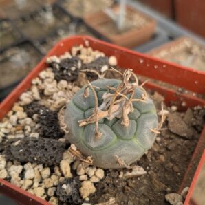 Turbinicarpus polaskii