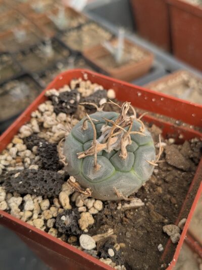Turbinicarpus polaskii