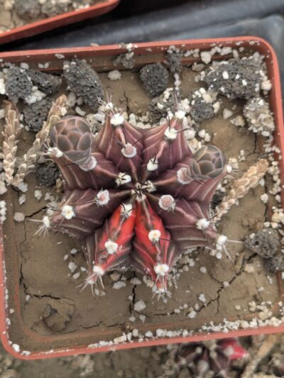 Gymnocalycium friedrichii variegata - Зображення 2