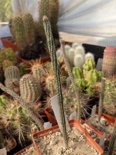 Wilcoxia zopilotensis