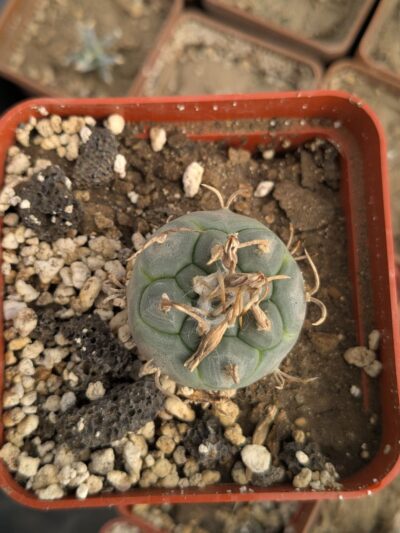 Turbinicarpus polaskii - Зображення 2
