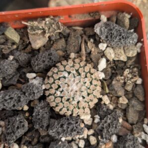 Pelecyphora valdeziana v. albiflora