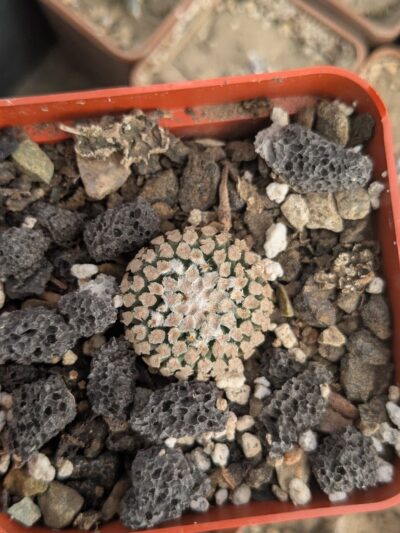 Pelecyphora valdeziana v. albiflora