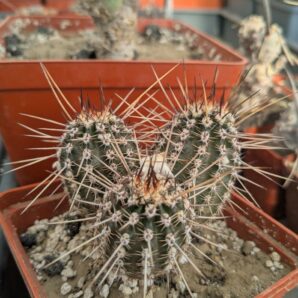 Echinopsis shaferi