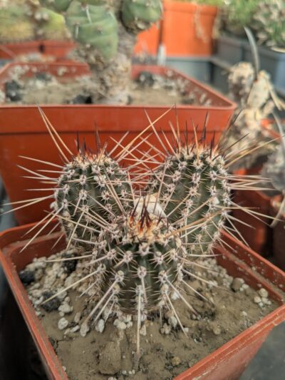 Echinopsis shaferi