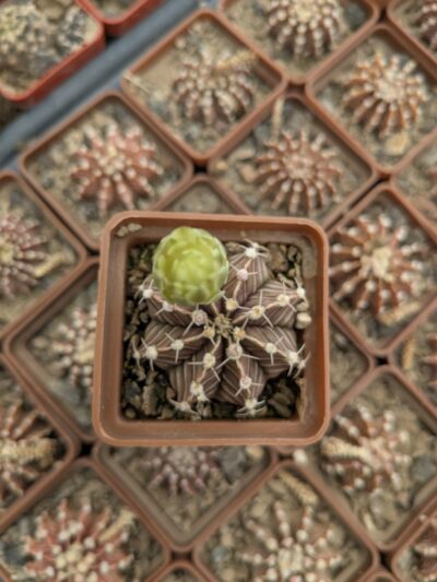 Gymnocalycium friedrichii - Зображення 2