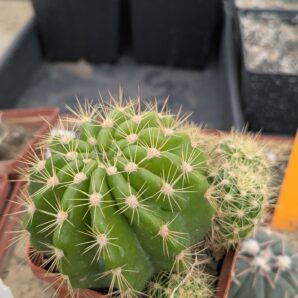 Echinopsis calochlora