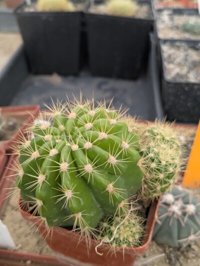 Echinopsis calochlora