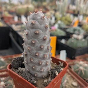 Tephrocactus articulatus v. strobiliformis