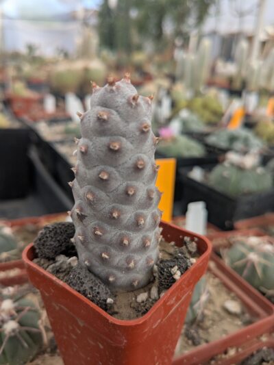 Tephrocactus articulatus v. strobiliformis