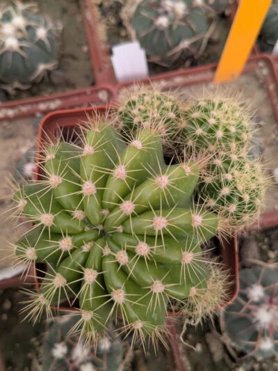 Echinopsis calochlora - Зображення 2