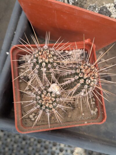 Echinopsis shaferi - Зображення 2