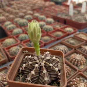 Gymnocalycium friedrichii