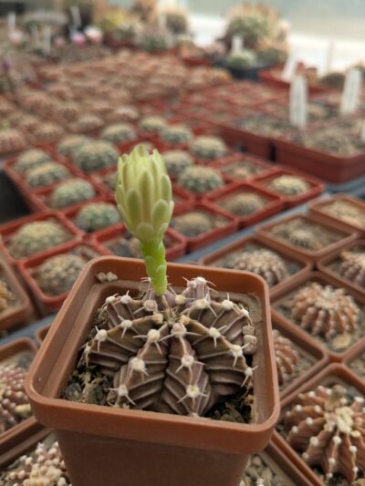 Gymnocalycium friedrichii