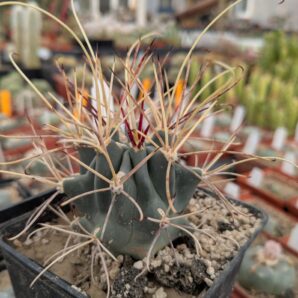 Glandulicactus uncinatus v. wrightii
