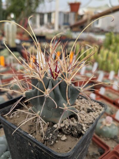 Glandulicactus uncinatus v. wrightii