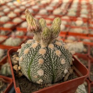 Astrophytum asterias