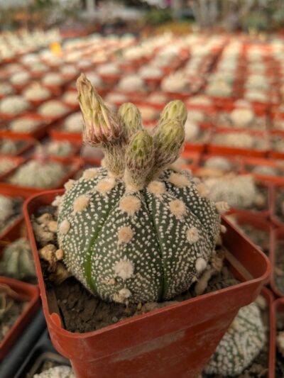 Astrophytum asterias