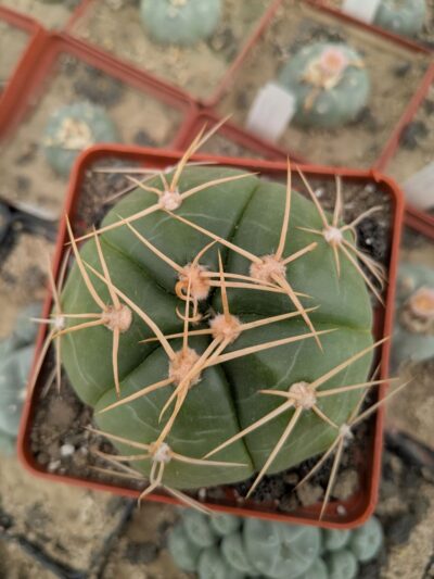 Gymnocalycium horstii - Зображення 2