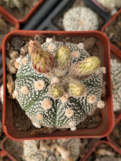 Astrophytum asterias - Зображення 2