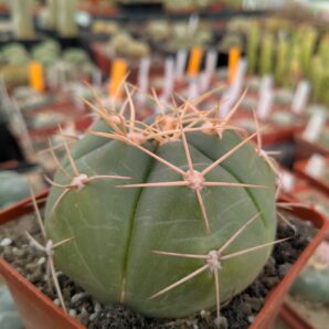 Gymnocalycium horstii